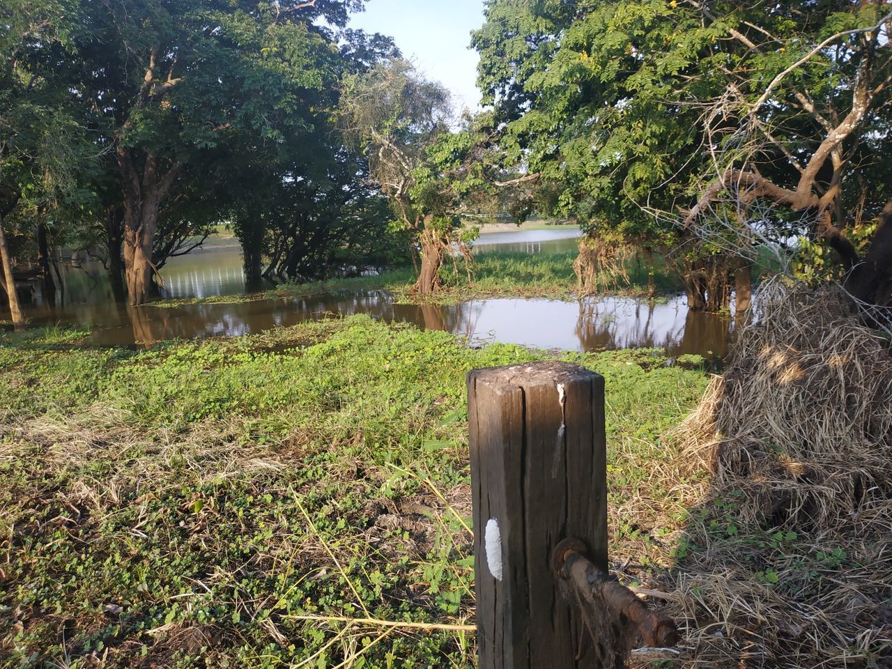 WOODEN POSTS ON FIELD