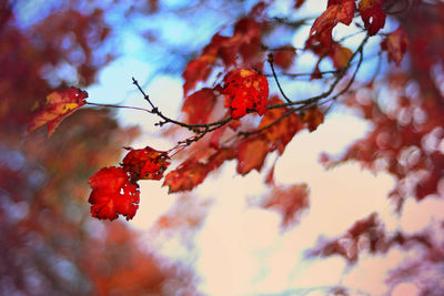 Low angle view of red berries on tree