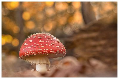 Close-up of fly agaric mushroom