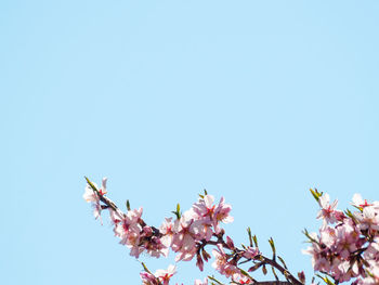 Low angle view of cherry blossom against clear blue sky