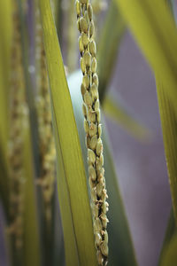 Close-up of plant growing in farm