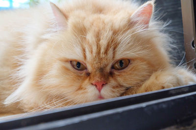 Close-up portrait of a cat