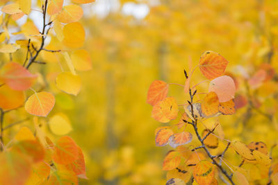 This is the picture of aspen tree with golden yellow leaves from aspen, colorado.