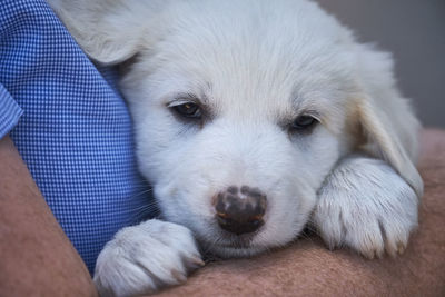 Close-up portrait of dog relaxing on hand