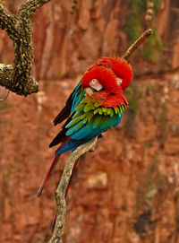 Close-up of parrot perching on branch