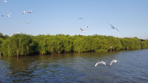 Seagulls flying over lake against sky