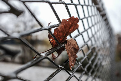 Close-up of rusty metal