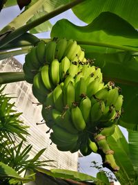 Low angle view of banana tree