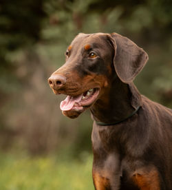 Dobermann female brown and tan