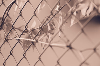 Close-up of barbed wire against chainlink fence