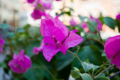 Close-up of pink flower