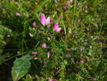 Close-up of pink flowering plants on land