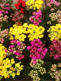 Close-up of pink flowers