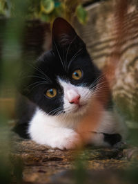 Close-up portrait of cat