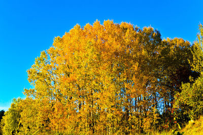 Low angle view of yellow tree against blue sky