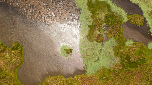 The sun is reflected on the water surface of the lake with aquatic vegetation. sri lanka.