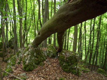 Trees growing in forest