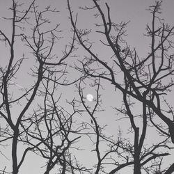 Low angle view of bare trees against sky