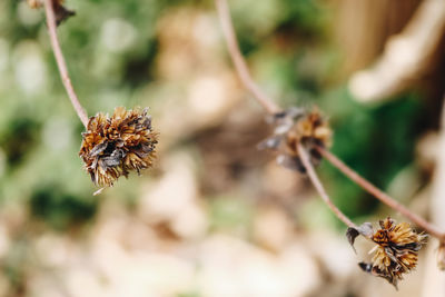 Close-up of dry leaf on plant