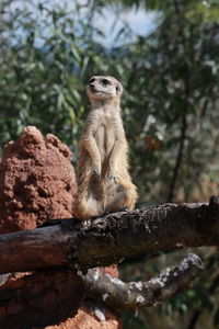 Meerkat waching for enemies. suricata suricatta.