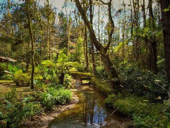 Narrow stream in forest