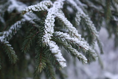 Close-up of pine tree during winter