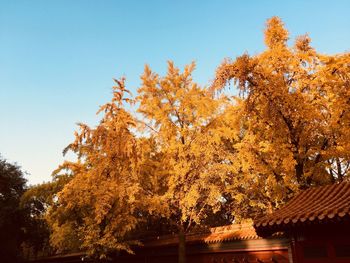 Low angle view of maple tree against sky