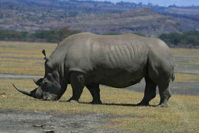 Side view of rhino