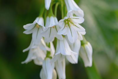 Close-up of white flower