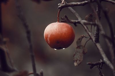 Close-up of fruits on tree