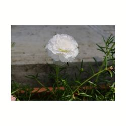 Close-up of flower blooming outdoors