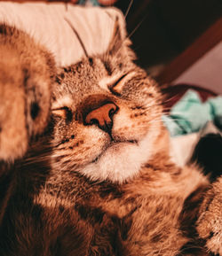 Close-up of cat sleeping