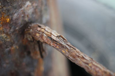 Close-up of lizard on tree