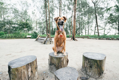 Portrait of a dog on wooden bench