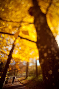 Man walking in forest during autumn