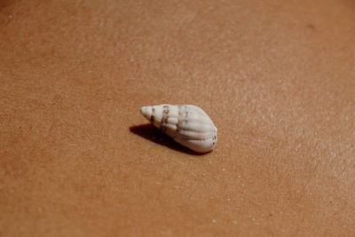 Close-up of shell on sand