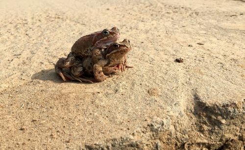 Close-up of crab on sand at beach