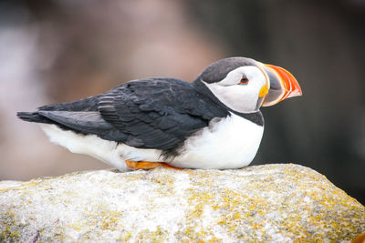 Close-up of bird perching on rock