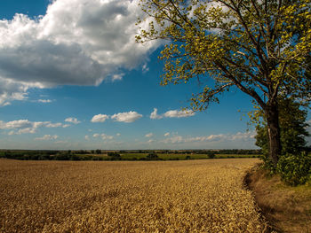 Scenic view of field against sky