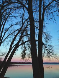 Bare trees at sunset