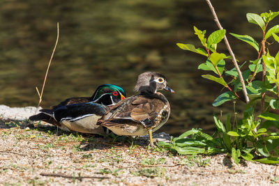 Close-up of duck on field