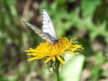 A butterfly with striped wings collects nectar from dandelions on a yakka sunny meadow 