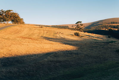 Scenic view of landscape against clear sky