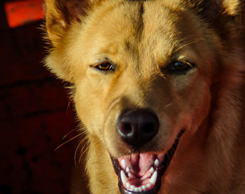 Close-up portrait of dog