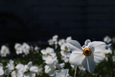 Close-up of white flowering plant