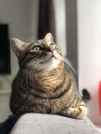 Close-up of cat looking away at home