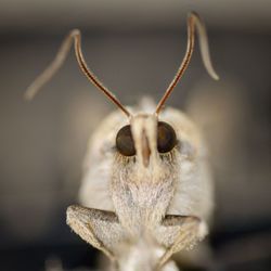 Close-up of snail on flower