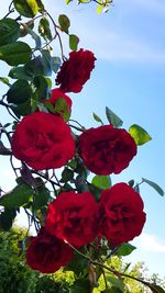 Low angle view of red flowering plant against sky