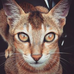 Close-up portrait of cat