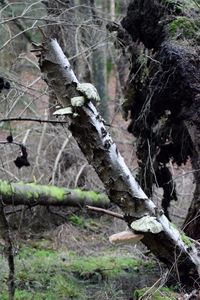 Close-up of bare tree in forest